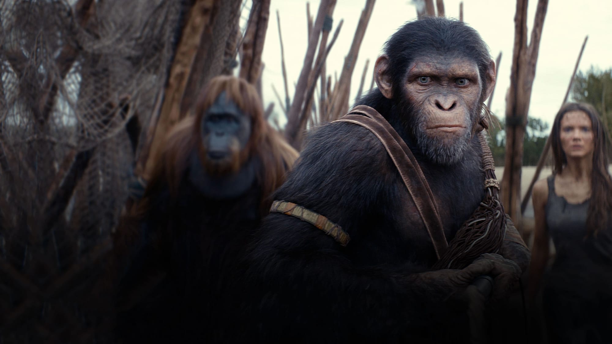 Gesehen: Kingdom of the Planet of the Apes (2024)